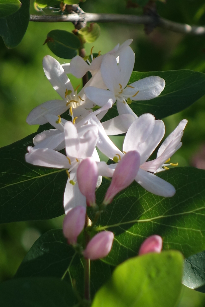Image of Lonicera tatarica specimen.