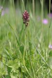 Anacamptis coriophora. Цветущее растение. Крым, Севастополь, Ай-Петринская яйла, мочажина, высочка. 08.06.2025.