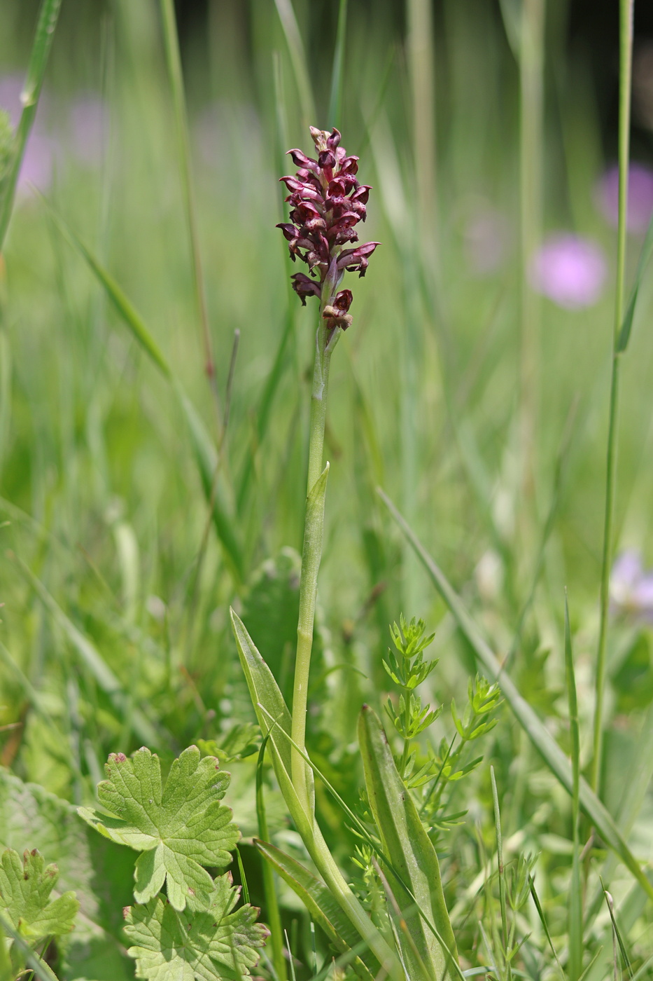 Изображение особи Anacamptis coriophora.