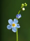 Trigonotis myosotidea