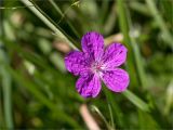 Geranium palustre. Цветок. Ленинградская обл., Ломоносовский р-н, окр. дер. Низино, разнотравный луг. 15.07.2025.