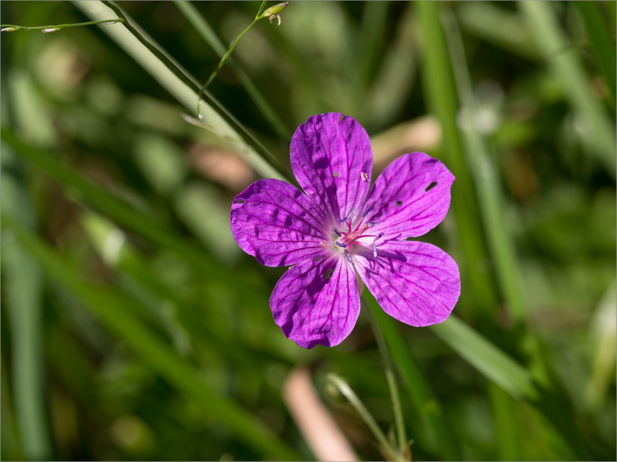 Image of Geranium palustre specimen.