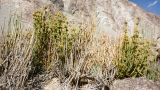 genus Ephedra. Растение с микростробилами. Таджикистан, Горно-Бадахшанская автономная обл., Рушанский р-н, Северо-Аличурский хр., окр. Марджанайского залива Сарезского оз., дол. р. Каттамарджанай, выс. ≈ 3870 м н.у.м., каменистый борт селевого выноса. 7 июля 2025 г.