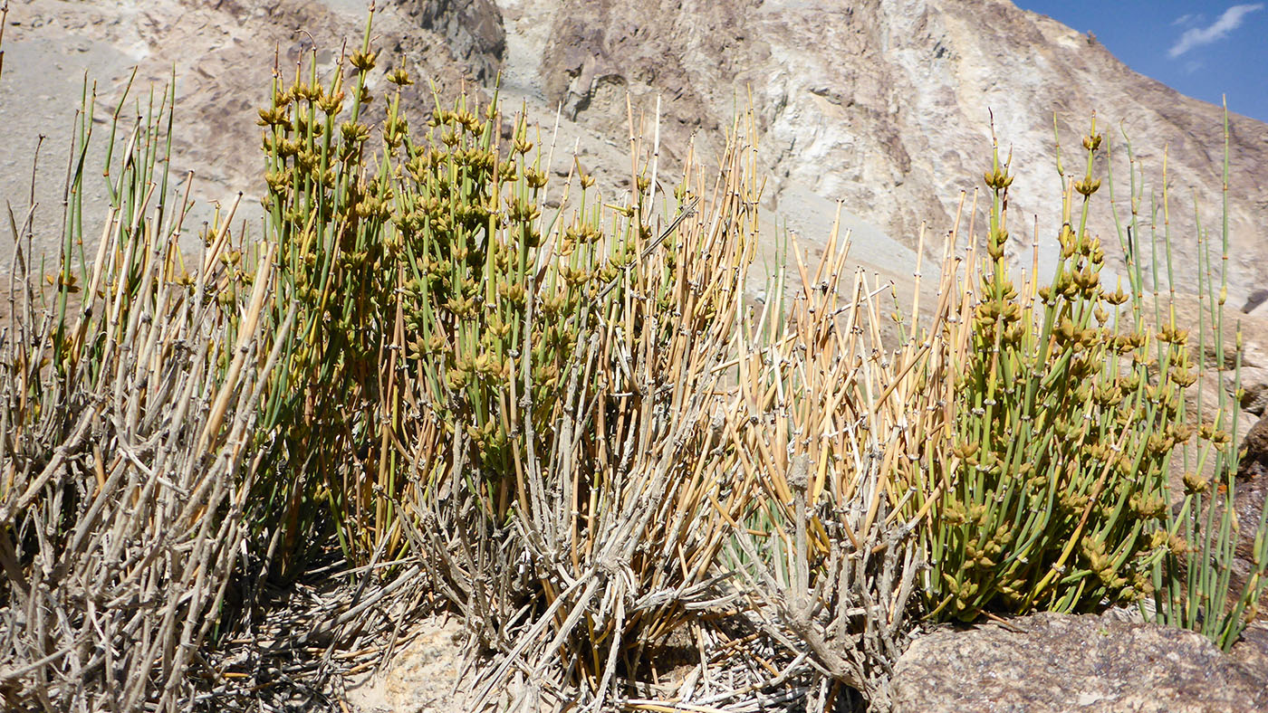 Image of genus Ephedra specimen.