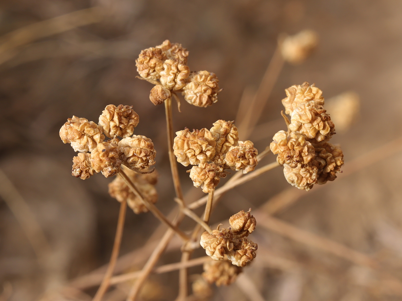 Image of Rumia crithmifolia specimen.