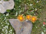 Taraxacum porphyranthum