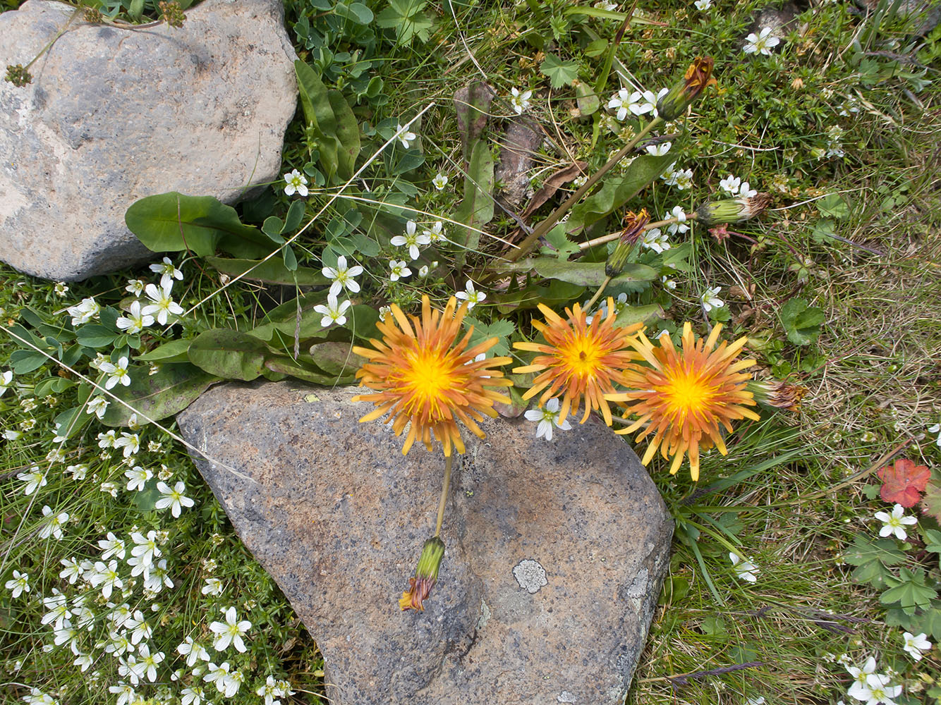 Изображение особи Taraxacum porphyranthum.