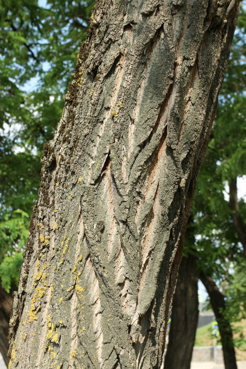 Изображение особи Robinia pseudoacacia.