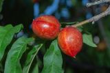 Persica vulgaris разновидность nectarina. Верхушка ветки с плодами. Израиль, г. Яффо, в культуре. 08.05.2025.