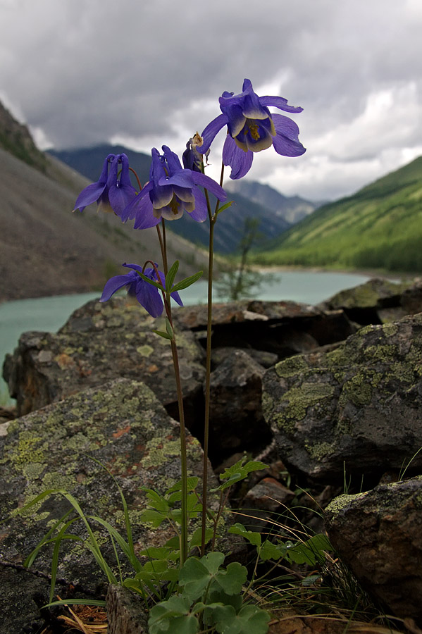 Изображение особи Aquilegia sibirica.