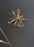Bidens frondosa