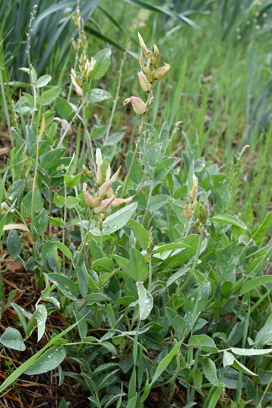 Image of Astragalus heterotrichus specimen.