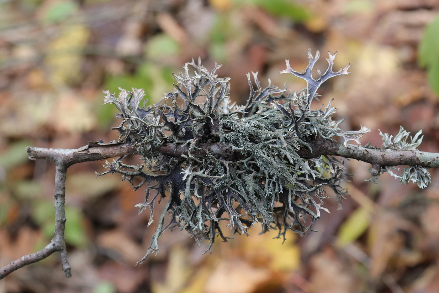 Изображение особи Pseudevernia furfuracea.