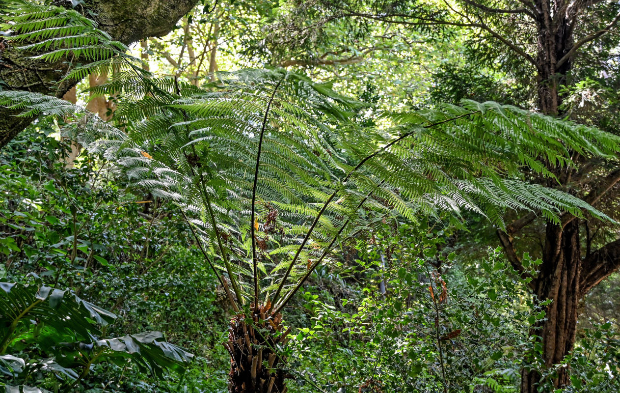 Изображение особи Cyathea cooperi.