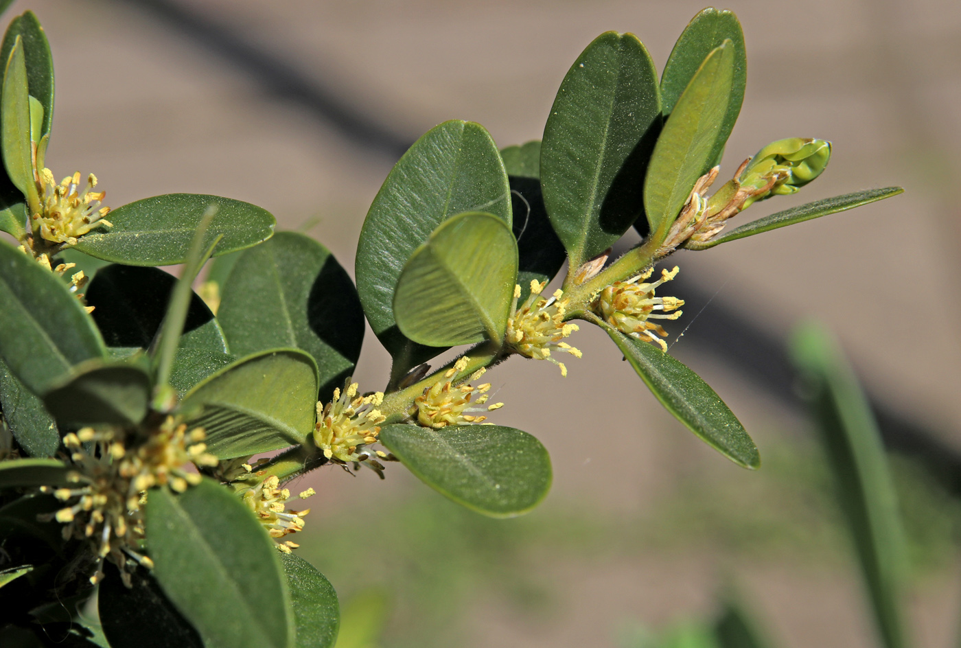 Image of Buxus colchica specimen.