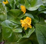 Caltha polypetala. Цветки и листья. Дагестан, Хунзахский р-н, горнолыжный курорт \"Матлас\", нижняя тропа, ок. 1800 м н.у.м., скальный грунт. 05.05.2025.