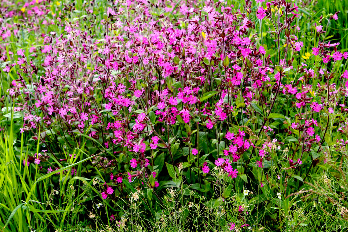 Image of Melandrium dioicum specimen.