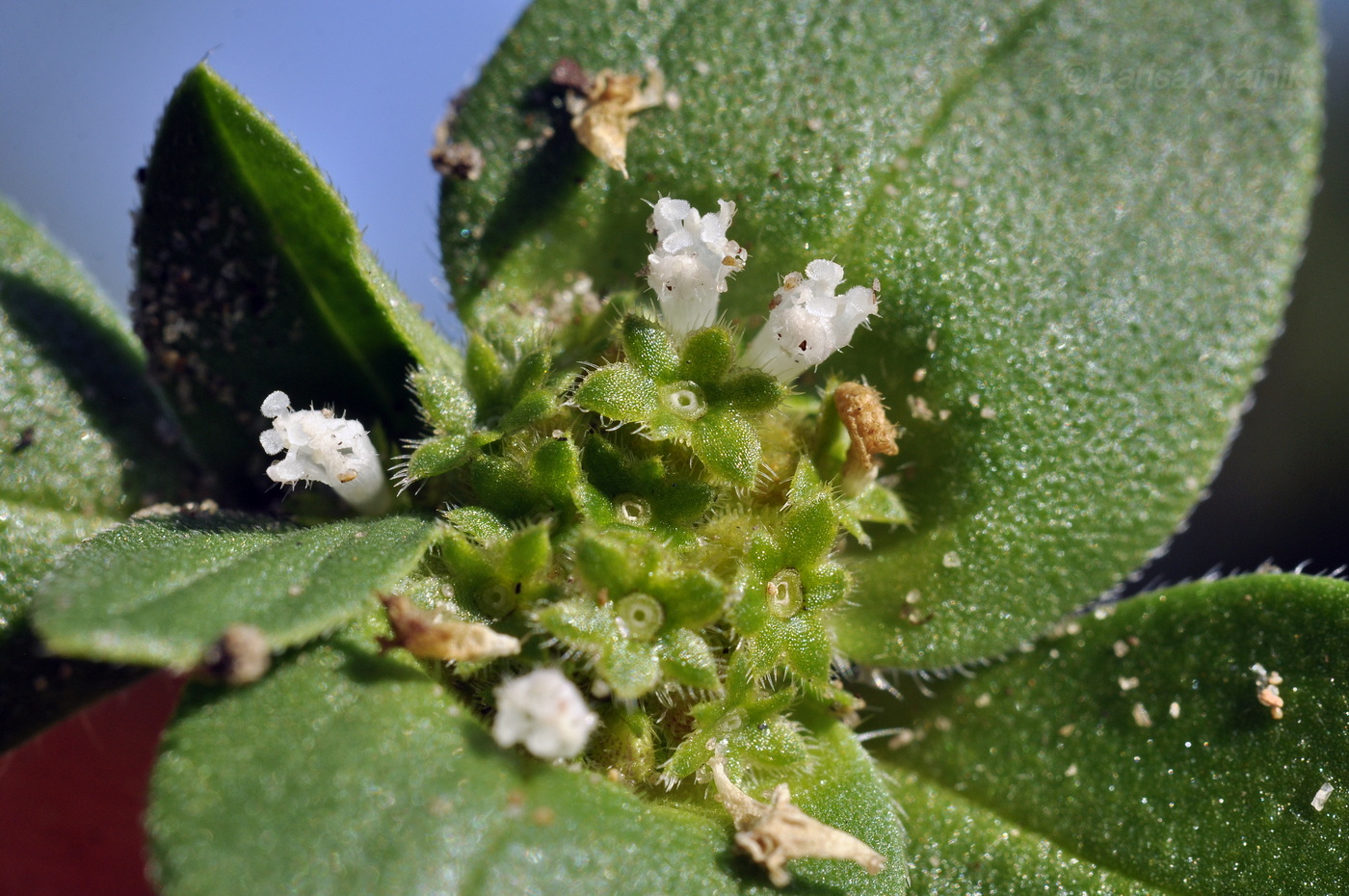 Изображение особи род Richardia.