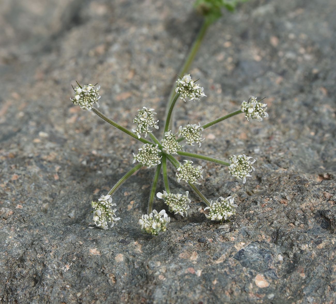 Image of familia Apiaceae specimen.