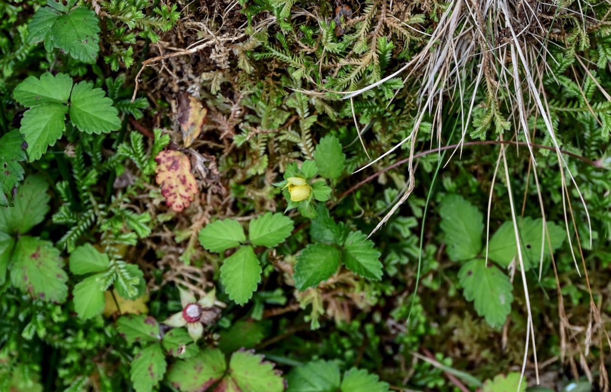 Изображение особи Duchesnea indica.