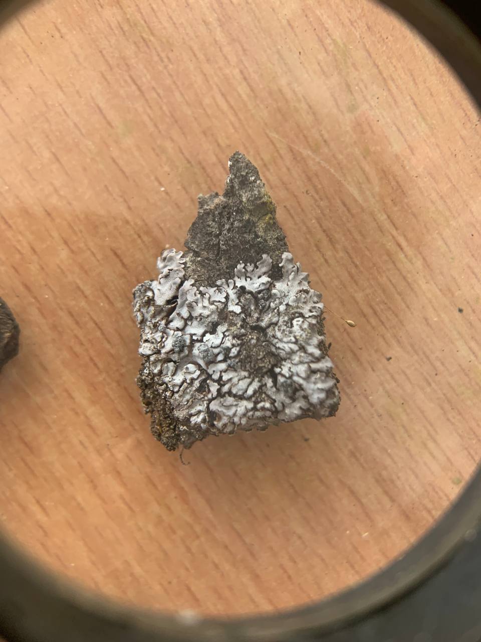 Image of Unknown species specimen.