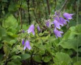 Campanula longistyla. Соцветие. Абхазия, Гудаутский р-н, Рицинский реликтовый национальный парк, дол. р. Юпшара, обочина асфальтовой дороги. 09.06.2025.