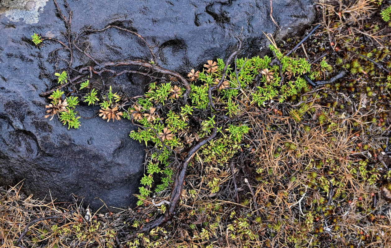 Изображение особи род Thymus.