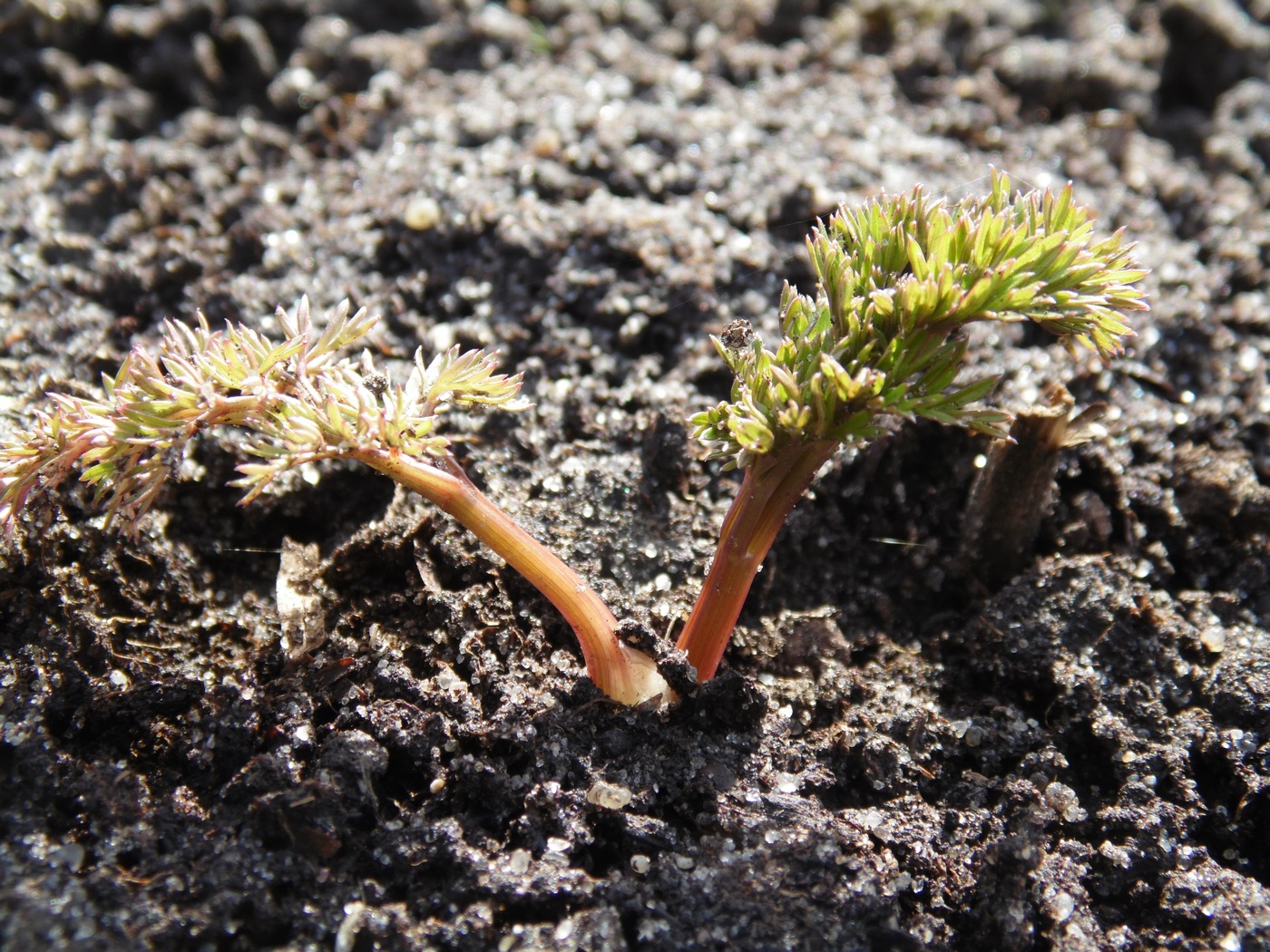 Image of Cnidium dauricum specimen.