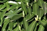 Lauro-cerasus officinalis. Листья и формирующиеся соцветия. Краснодарский край, Сочи, Адлерский р-н, парк \"Южные культуры\", в культуре. 20 февраля 2026 г.
