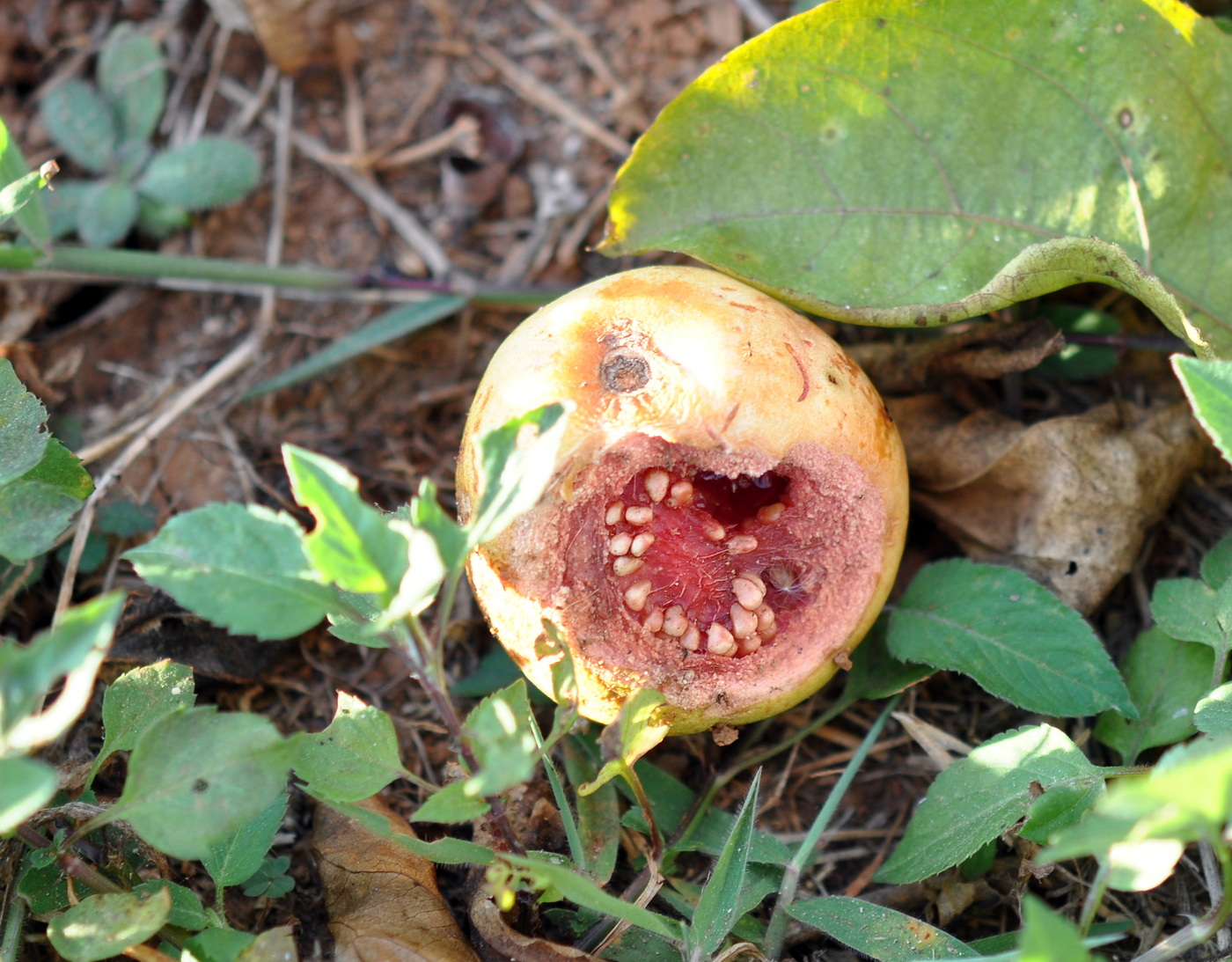 Image of genus Psidium specimen.