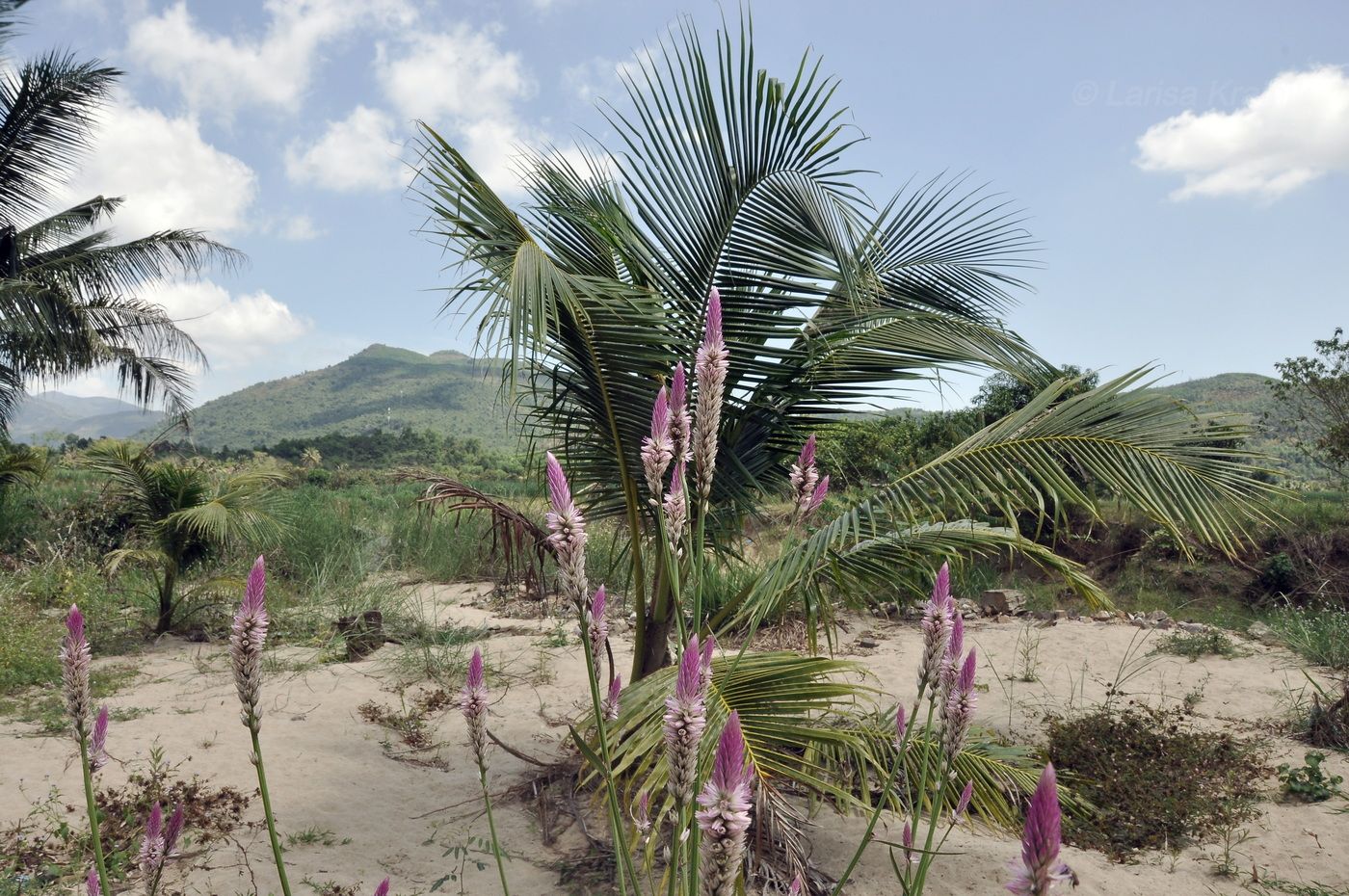 Image of Celosia argentea specimen.