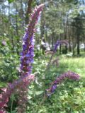 Salvia nemorosa. Соцветие. ЛНР, г. Северодонецк, р-н Щедрищево, опушка смешанного леса. 12.06.2013.