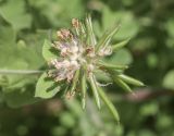 Dorycnium rectum. Соплодие с незрелыми плодами и увядающими цветками. Испания, Каталония, пров. Жирона, комарка Баш Эмпорда, муниципалитет Пальс, кромка залежи на рисовом чеке. 07.06.2026.