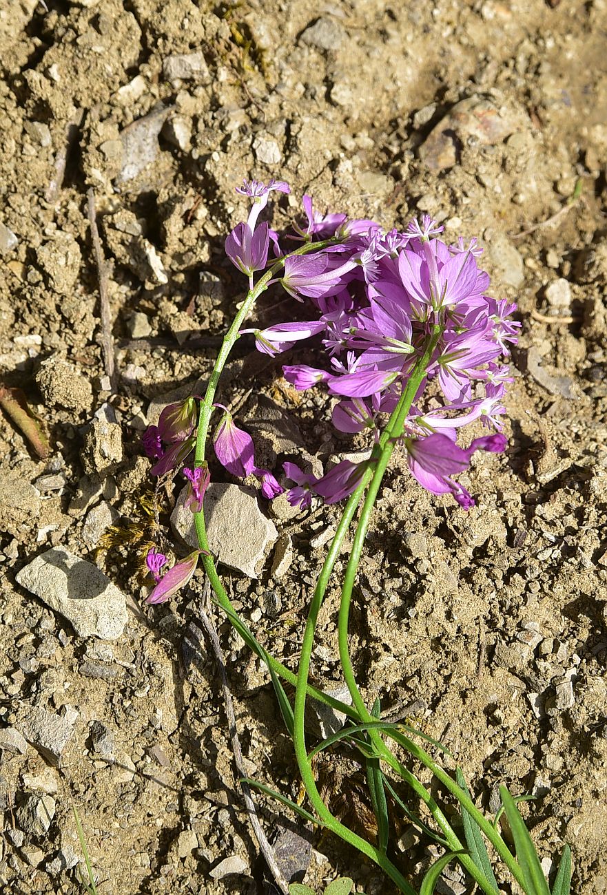 Image of Polygala major specimen.