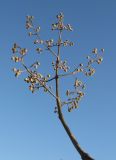 Paulownia tomentosa. Соцветие с бутонами перед зимовкой. Крым, Симферополь, ботсад университета. 1 ноября 2010 г.