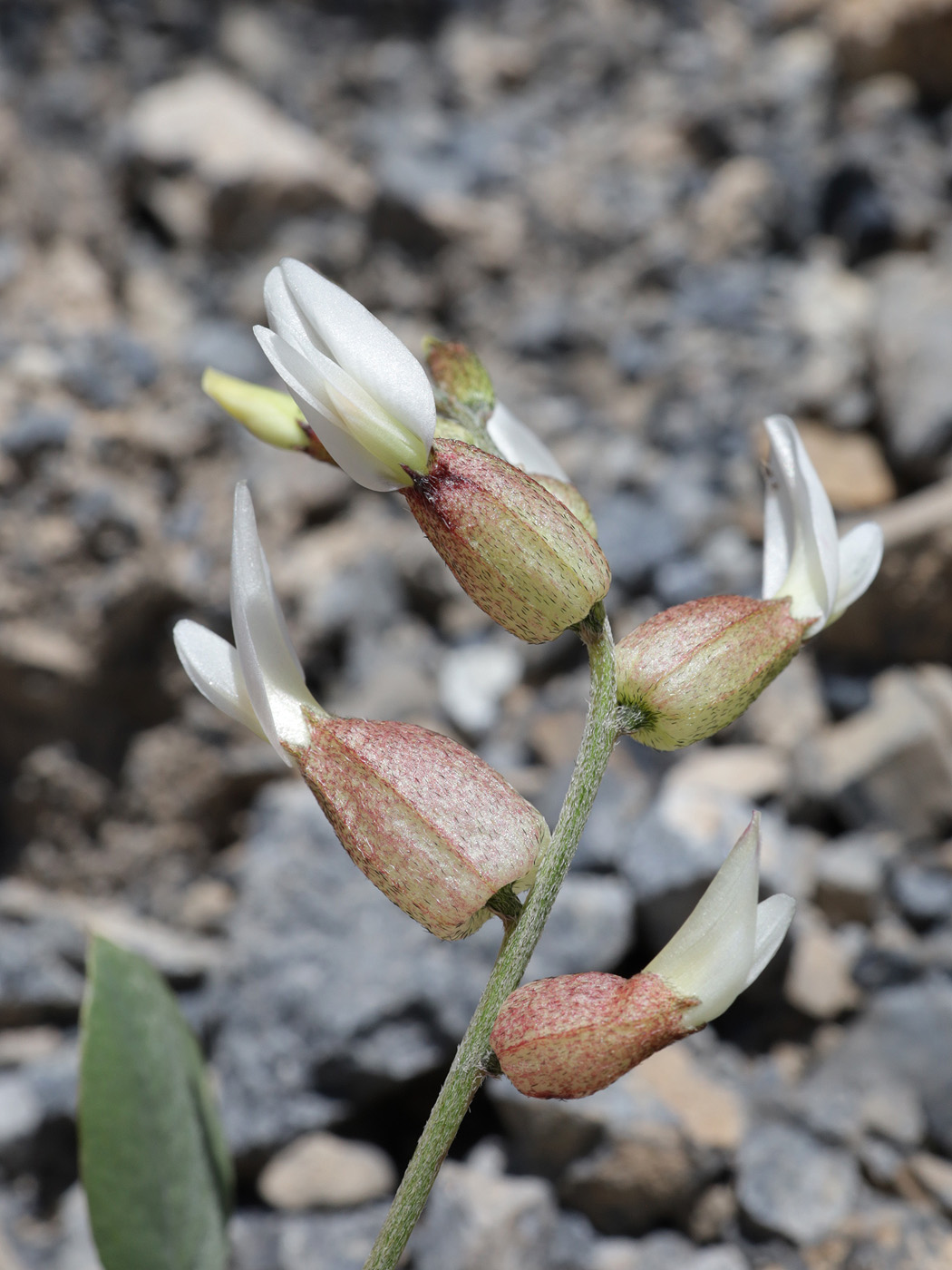 Image of familia Fabaceae specimen.