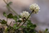Trifolium repens. Верхушка побега с соцветием. Кабардино-Балкария, Чегемский р-н, дол. р. Чегем, пойменный луг. 02.08.2026.