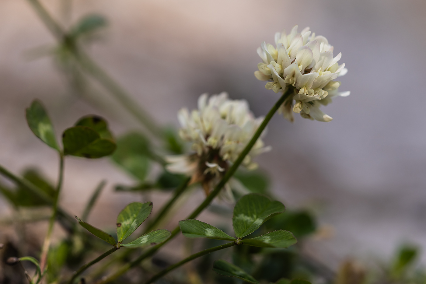 Image of Trifolium repens specimen.