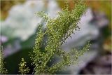 Artemisia dracunculus. Фрагмент бутонизирующей верхней части побега. Московская обл., Раменский р-н, окр. дер. Хрипань, садовый участок. 17.08.2026.