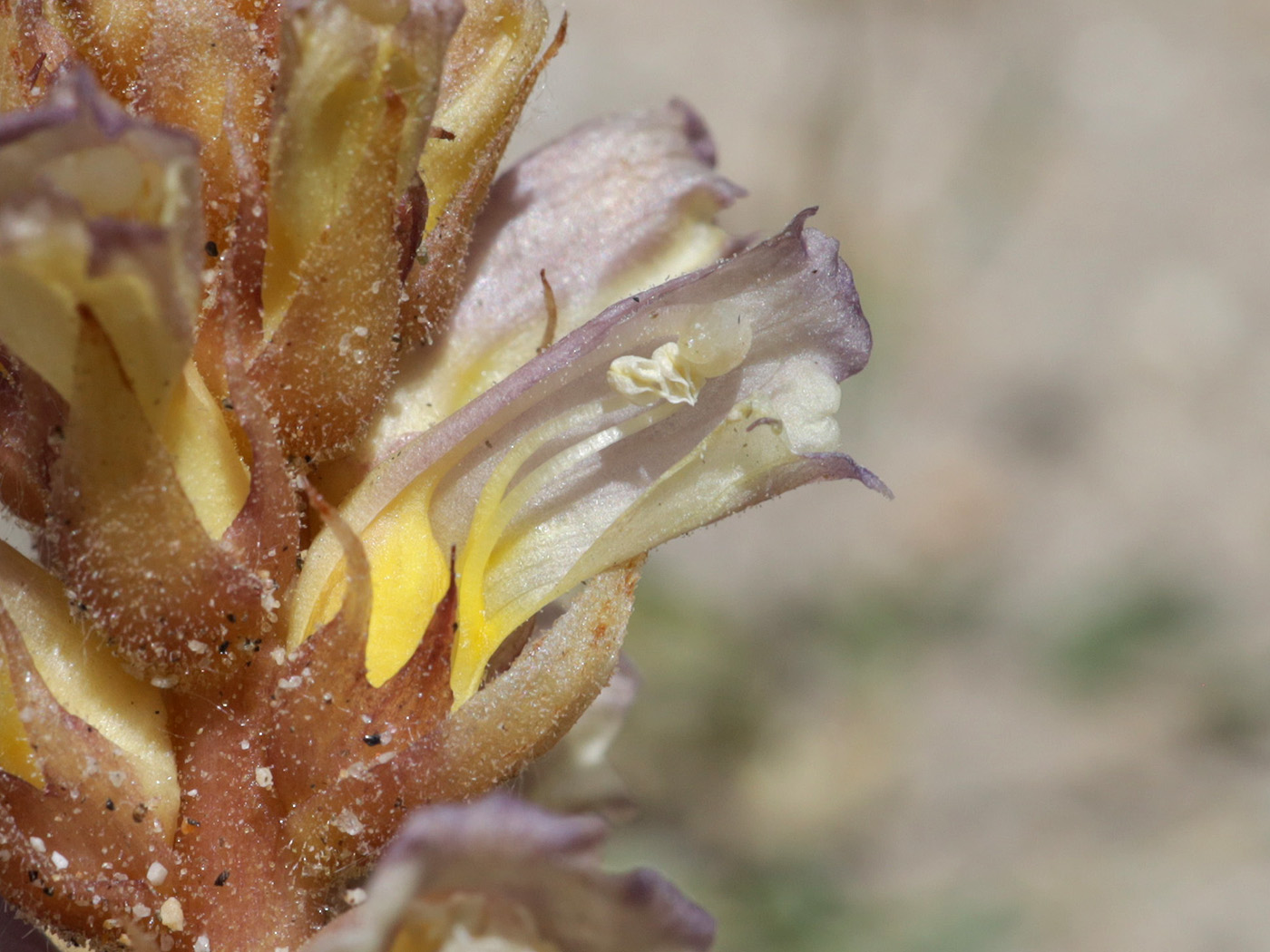 Изображение особи Orobanche grenieri.