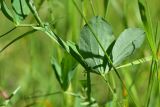 genus Lathyrus. Лист (вид на абаксиальную поверхность). Турция, ил Артвин, окр. храма Отхта, луг, у тропы. 13 июня 2026 г.