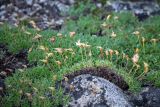 Dryas ajanensis. Отплодоносившие растения на задернованном камне. Хабаровский край, Охотский р-н, гора Ветреная, 1400 м н.у.м., кустарничково-лишайниковая тундра среди курумника. 28.07.2026.