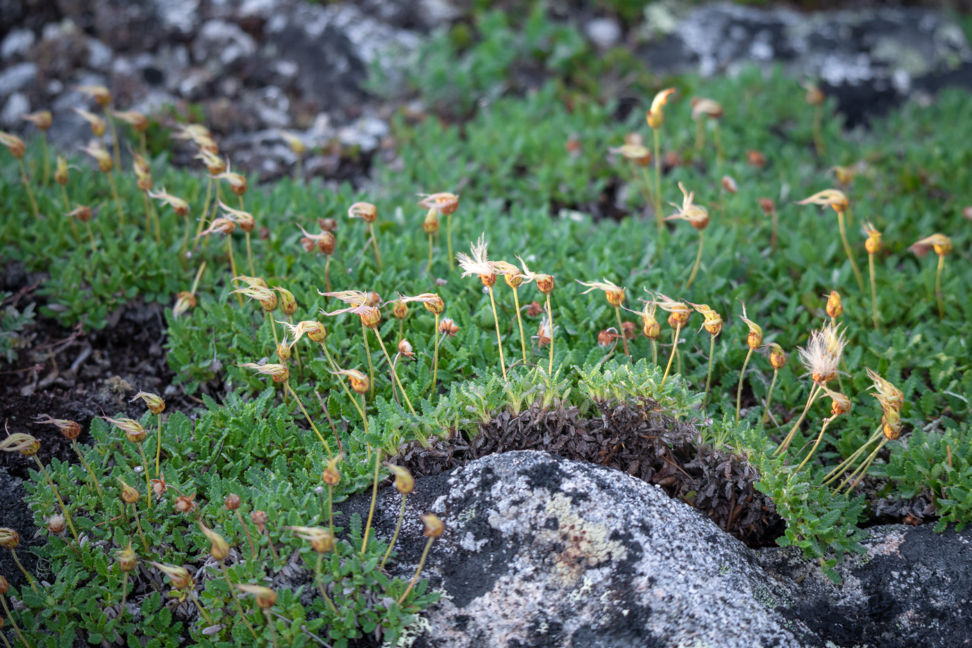 Image of Dryas ajanensis specimen.