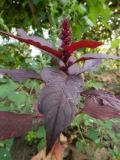 genus Amaranthus. Цветущее растение. Республика Молдова, муниципалитет Кишинёв, г. Кодру, частная усадьба. 28 сентября 2026 г.