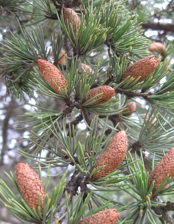 Изображение особи Cedrus atlantica.