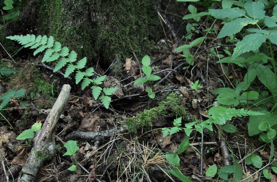 Изображение особи Dryopteris cristata.