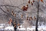 Platanus orientalis. Прошлогодние соплодия. Узбекистан, Чаткальский биосферный заповедник, ущ. Башкызылсай, южная граница заповедника. 19.03.2011.