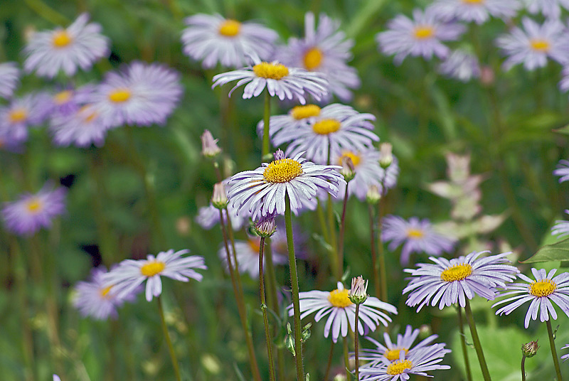 Изображение особи Erigeron speciosus.