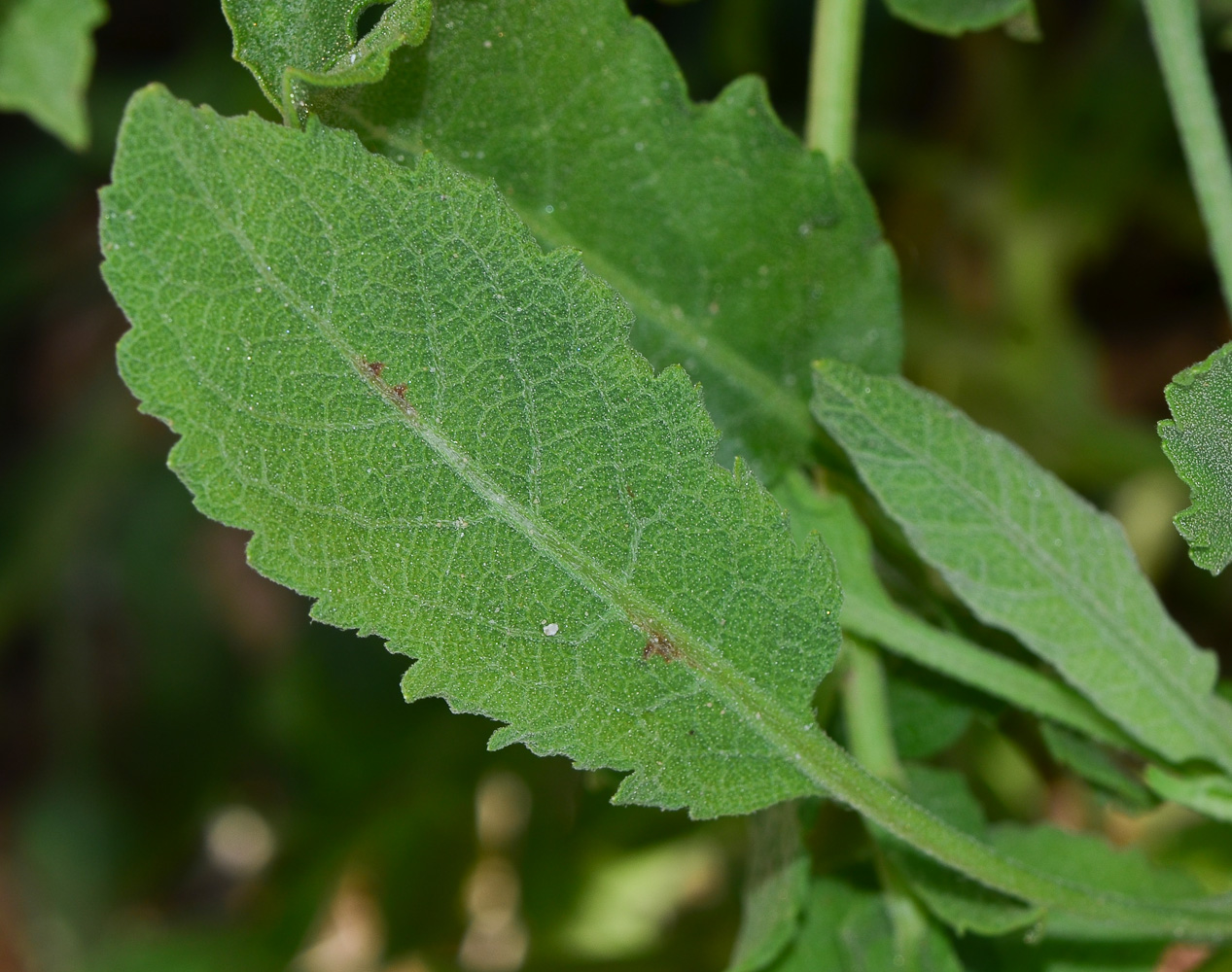 Image of Heterotheca subaxillaris specimen.