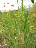 род Papaver. Средняя часть цветущего растения. Украина, Донецкая обл., Кривая коса, песчано-ракушечниковая терраса, НПП \"Меотида\". 08.05.2011.